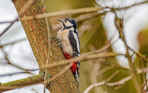 Woodpecker online