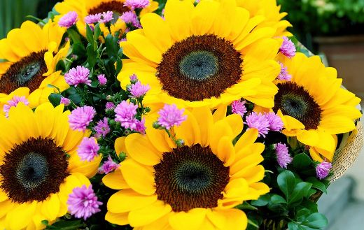 Sunflowers 33 online