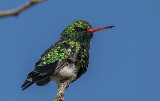 Belliend emerald humming bird