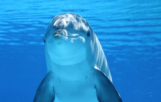 Dolphin ocean animal