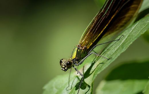 Dragonfly insect online