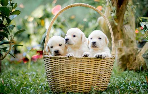 Puppies basket puzzle