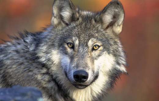 Canidae gray wolf