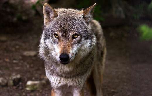 Canis lupus wolf predator