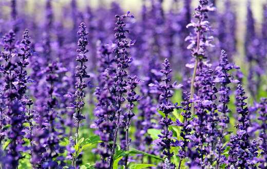 Field of lavender puzzle