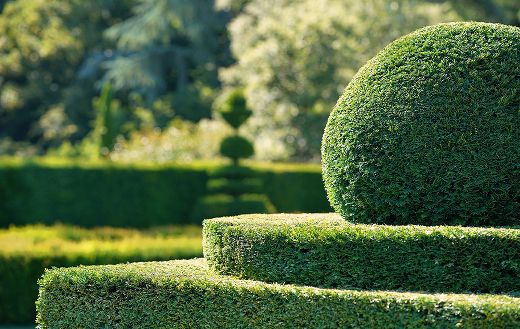 Garden hedge bush cut