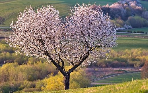 Heart shape cherry tree flowers