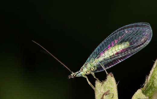 Lacewing insect online
