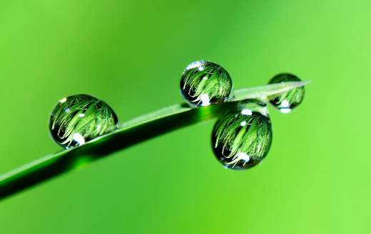 Leaf droplets water