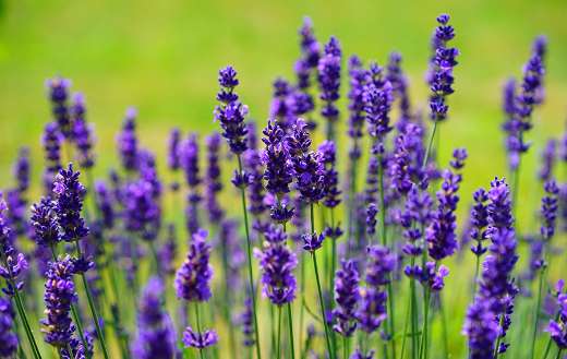 Purple lavender flowers