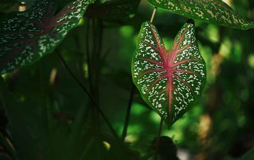 Taro caladiums online