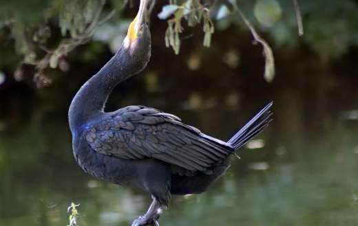 Cormorant water bird