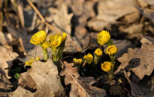 Spring yellow flower growing