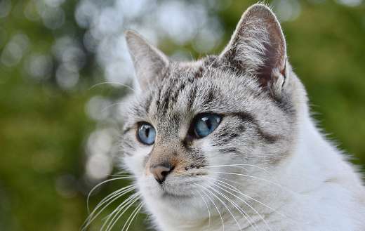 White cat hair online