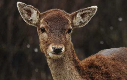 Animal deer baby puzzle
