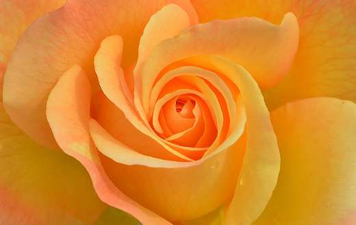 Beautiful yellow orange rose