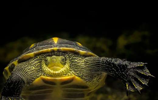 Chinese stripe necked turtle