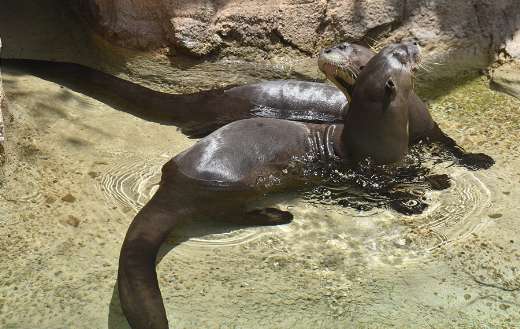 River otters online