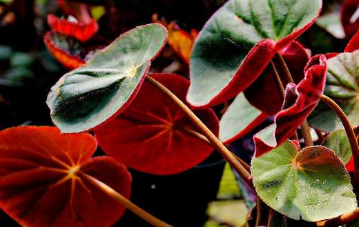 Begonia dark green red plant