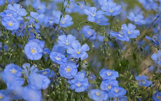 Blue linen small perennials