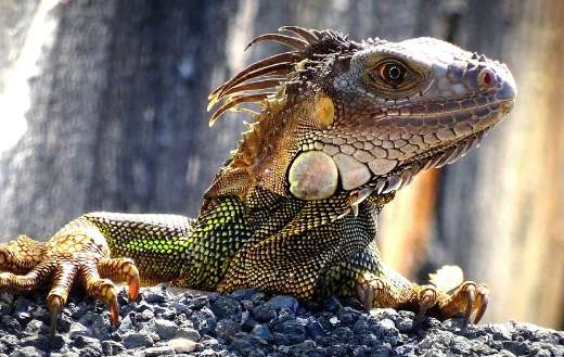 Florida iguana lizard
