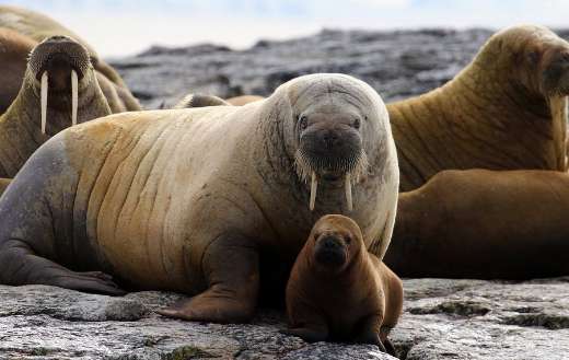 Huddle of walrus puzzle