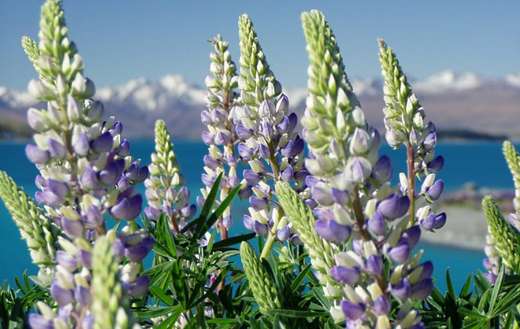 Lupinias flower online