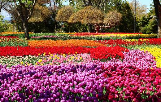 Tulips festival online