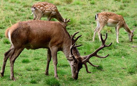 Fallow deer online