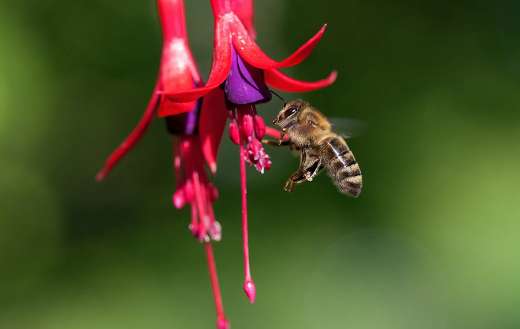 Honey bee entomology pollination