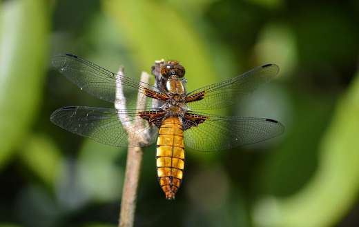 Dragon fly beetle insect