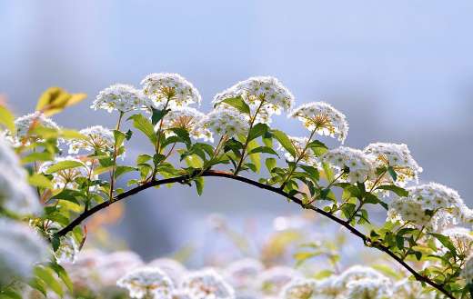 Nature plant flowers puzzle