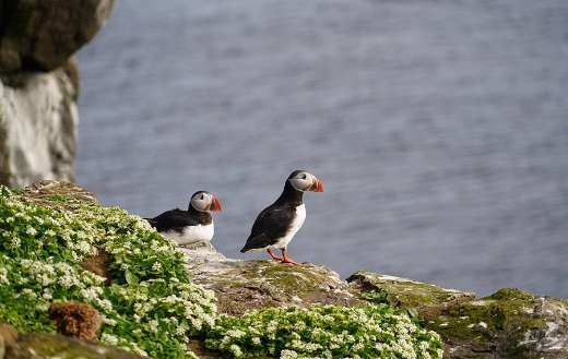 Two puffin Birds puzzle