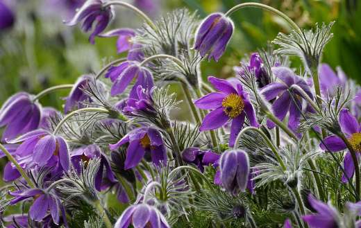Pulsatilla flowers online