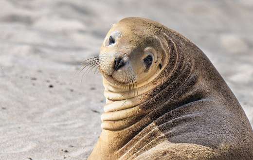 Australian sea lion online