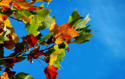 Colorful leaves under blue sky
