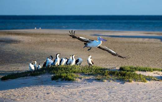 Group Australian pelicans