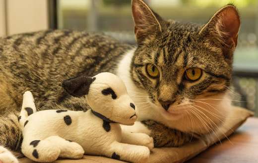 Cat with toy puzzle