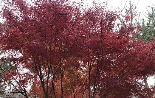 Autumn leaves color online