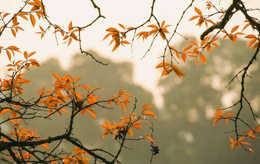 Autumn orange color leaves