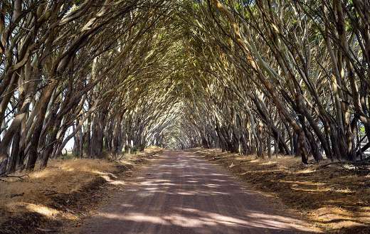 Bend trees kangaroo island