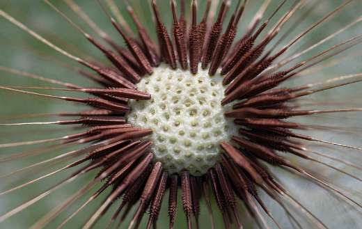 Common dandelion flower