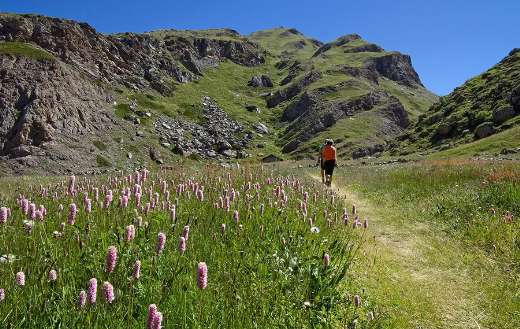 Flowery meadow mountain trail