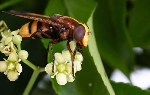 Bees fly flowers pollination wallpaper image