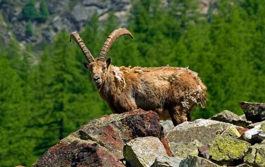 Horns ibex capra image