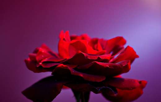 Rose flowers blossom puzzle