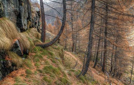 Mountain trail larch forest
