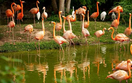 Ornithology flamingos birds