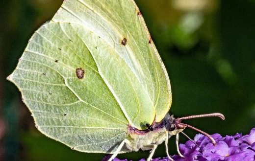 Green butterfly pollination violet flower