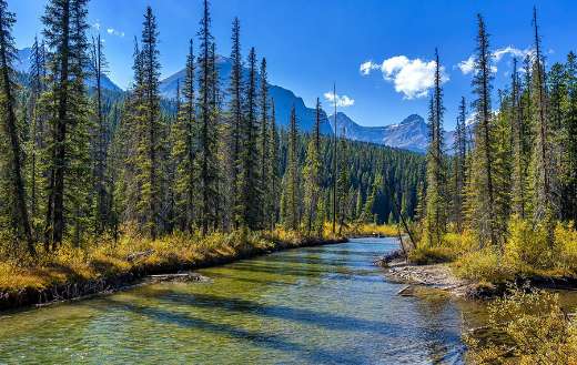 Jasper national park river and forest